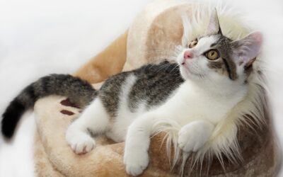 Katzengesundheit – immer im Blick