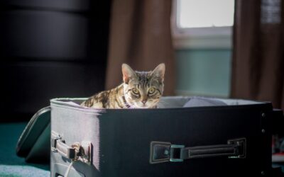 Welche Katze passt zu mir?