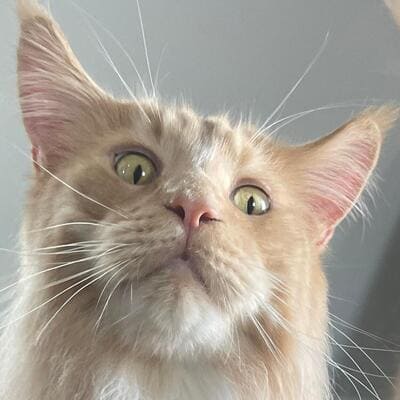 Kater Arti (1) (1)