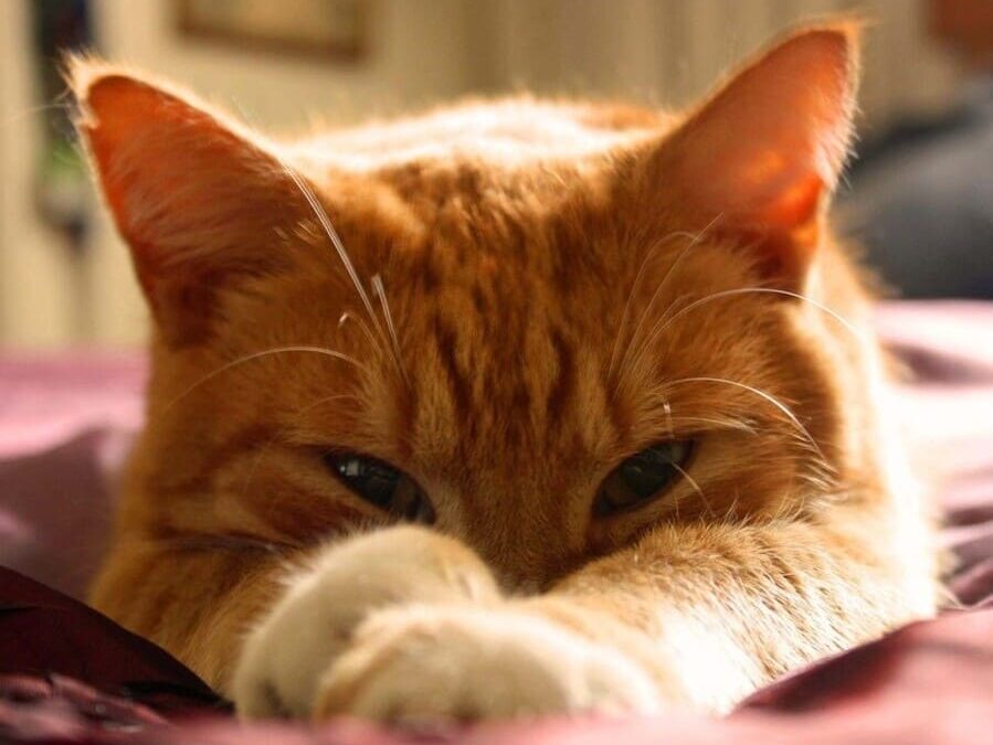 Glückliche Katze