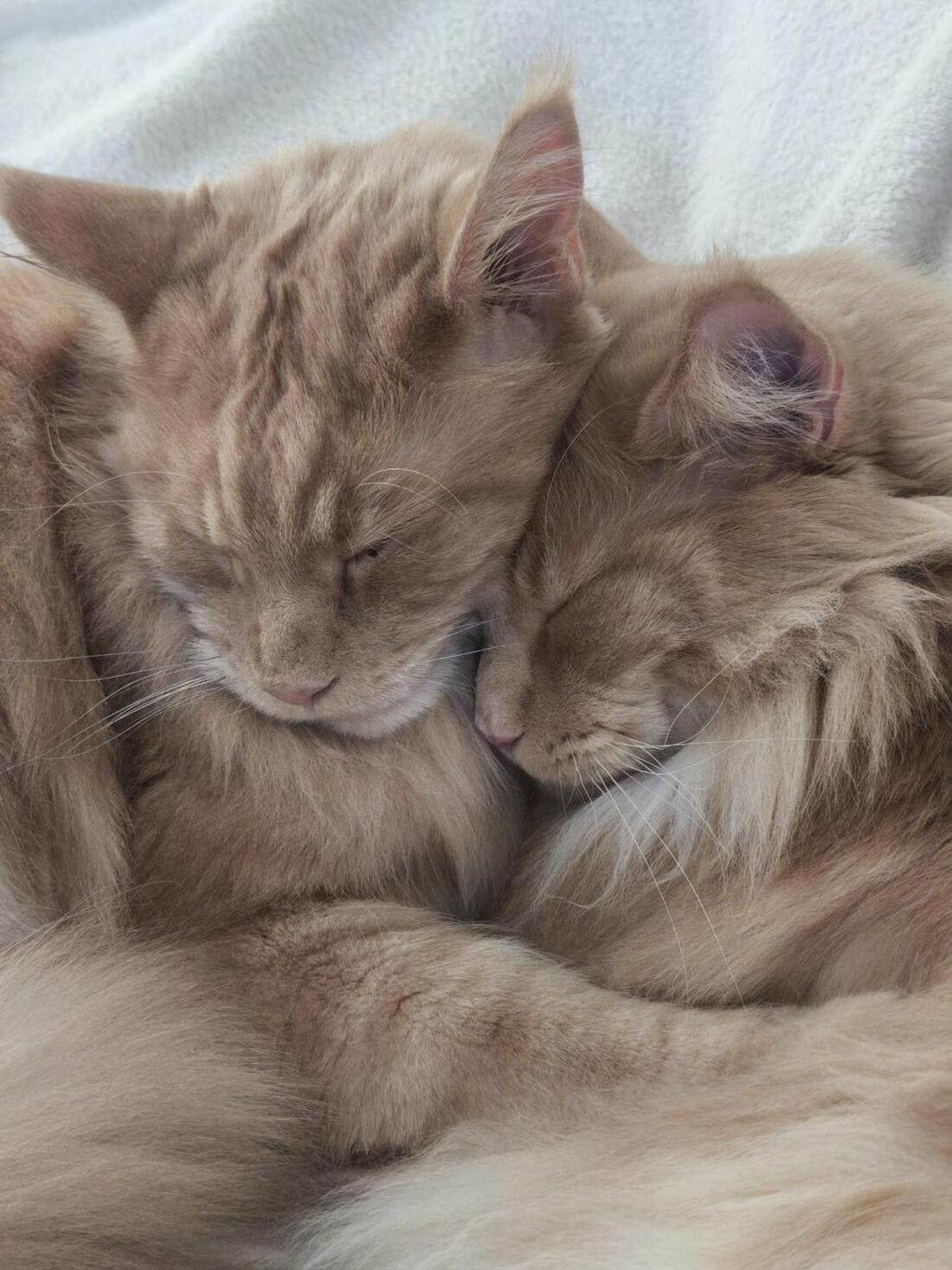Katzenfreunde