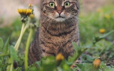 Leinenspaziergang mit Katze