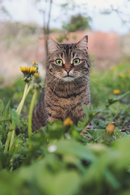 Spaziergang mit Katze